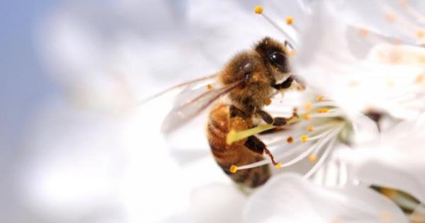 Учени установиха че пчелите имат предпочитания към ляво или дясно
