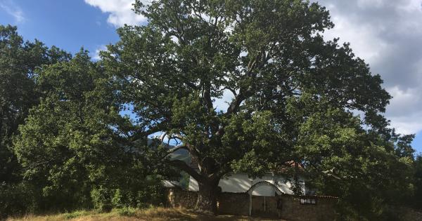 Дъбът от с Насалевци общ Трън взе титлата  Дърво с корен 2016