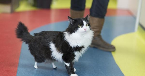 Пух десетмесечен котарак загубил задните си крайници в инцидент с