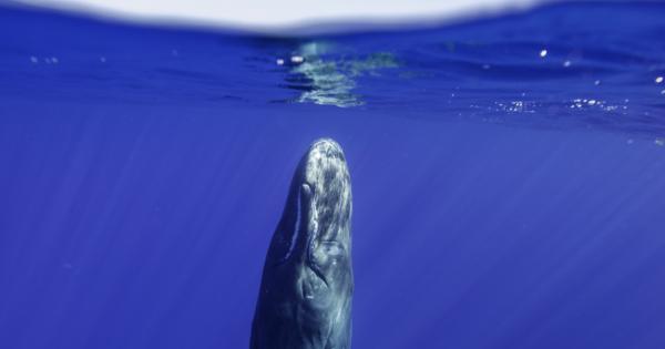 Спят ли всъщност кашалотите И как точно Дълго време изследователите не