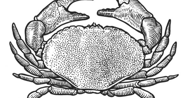 Майка и дъщеря раци се разхождали по пясъка Както се