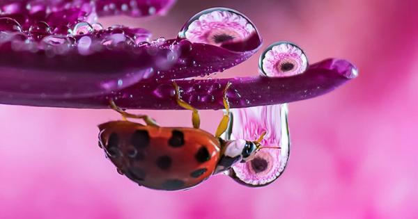 Много често красотата се крие в дребните неща В капка