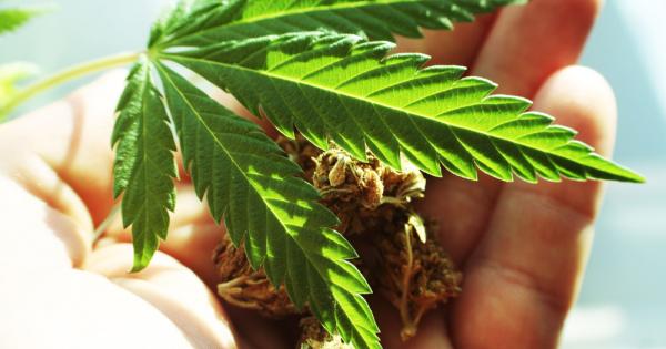 Днес все повече хора гласуват за легализиране на тревата за