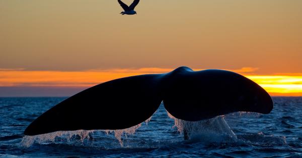 Умни и общителни китовете изграждат тесни връзки помежду си Сега