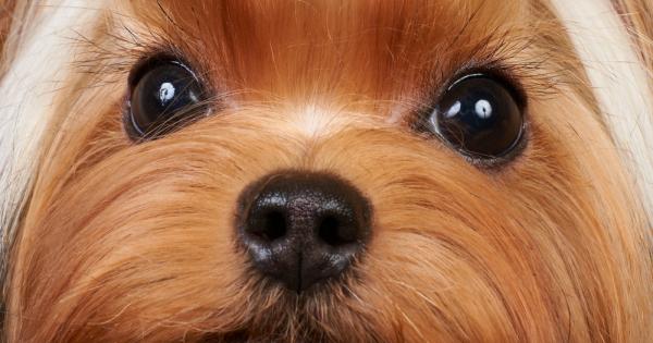 Блогът Science аnd Dogs сравнява породите кучета представени в книга