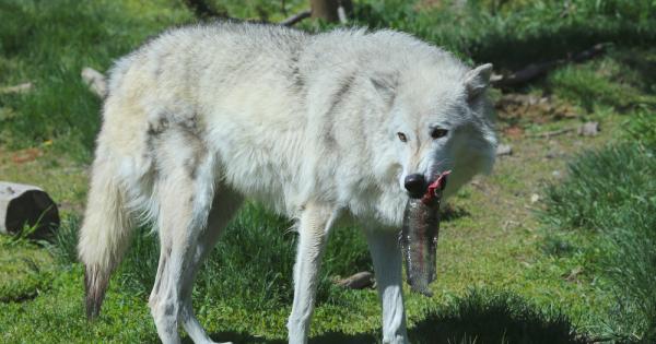 Те ходят като призраци по бреговете на остров Ванкувър в