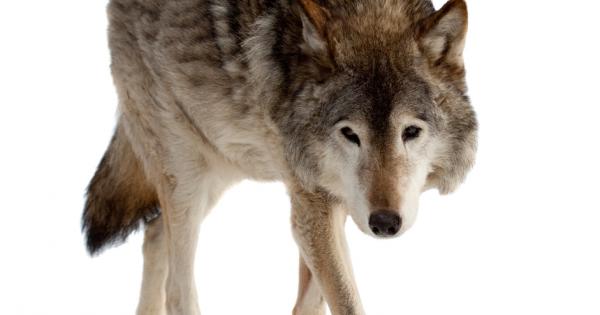 Те ходят като призраци по бреговете на остров Ванкувър в