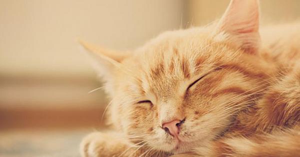 Някога биолозите смятали че мъркането на котките идва от пулсирането
