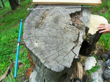 Скрити уроци за климата в годишните пръстени на вековните дървета