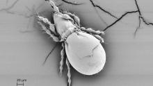 Бръмбарче доказва, че е възможно да се оцелее милиони години без секс