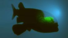 Запознайте се с Macropinna microstoma - дълбоководната риба с прозрачна глава (видео)