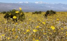 Цъфтежът на диви цветя превръща Долината на смъртта - най-сухото място в Северна Америка, в "златен" килим 