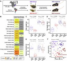 Чревните микроби предават поведенчески черти на потомството при мишки независимо от гените
