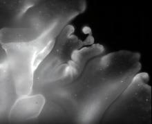 Едни от най-примитивните животни на Земята са способни да се сгъват като оригами