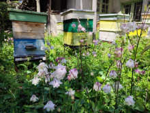 Климатичен капан: Пчелите у нас оцеляват все по-трудно