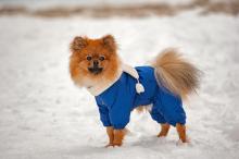 Защо малките кучета треперят толкова много?