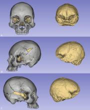 Модерният начин на живот обяснява защо хората в Чили днес са по-високи и с по-големи глави от своите предци