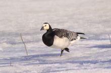Фалшива пролет, внезапна зима: птиците в климат на изненади