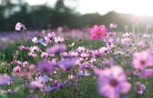 Равноденствие и слънцестоене – знаете ли каква е разликата?