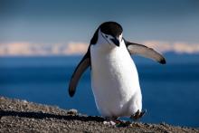 Повече от половината антарктически растения и животни могат да изчезнат заради изменението на климата