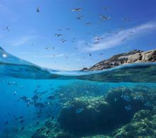 Над една трета от влажните зони в Средиземноморието са застрашени от покачващото се морско равнище