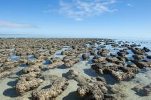 Слоести скали в Западна Австралия съдържат едни от най-старите признаци за живот на Земята