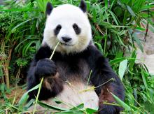 Пандата - най-лакомият бозайник