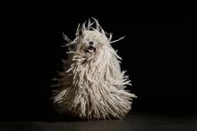 Пули – кучето с най-смешната прическа