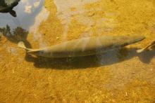 Кубински учени се опитват да спасят от изчезване риба, стара колкото динозаврите