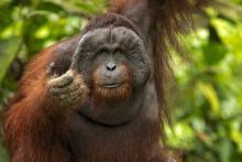 Орангутан е лекувал рана с тропическо растение
