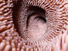 Изпражненията от млади донори обръщат процеса на свързания с възрастта упадък в червата