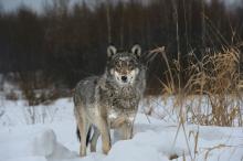 Вълците-мутанти от Чернобил са развили противоракови способности