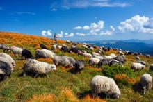 Виц: Разликата между политика и овчаря