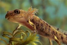 Саламандърът може да помогне за лечението на големи рани при хората