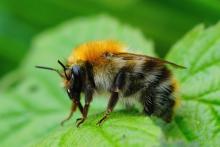 Най-после стана ясно как цариците на земните пчели могат да оцелеят дни под вода