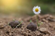 Бомбардиране със семена: алтернатива за възстановяване на природата?