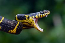 Змиите могат да ви чуят как крещите от ужас