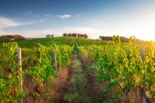 Карантинна болест заплашва българските лозя