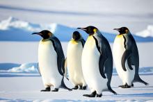 Сватбеният подарък на пингвина е камъче