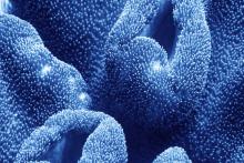 Първите светещи в тъмното животни може би са били древни корали, обитаващи дълбините на океана