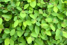 Учени откриха растителен „бактериален“ ген, който може да промени производството на лекарства