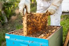 Учени използват ултразвук, за да отблъскват вредители от пчелните кошери