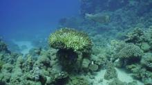 Светът преживява нов тежък епизод на избелване на коралите