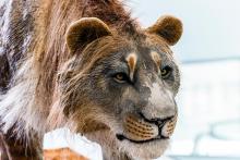 Пещерни лъвове, а не тигри са обитавали Япония