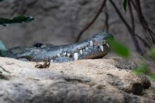 Древни крокодили са дебнели плячката си от клони като леопарди