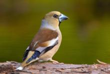 Крехкото птиче със здравата човка