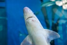 Бебетата на големите бели акули предпочитат плитки води