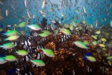 Биоразнообразието във водите край австралийски острови нараства