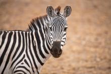 Защо не яздим зебри?