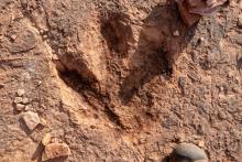 Най-голямото находище в света на отпечатъци от динозаври се намира в Боливия